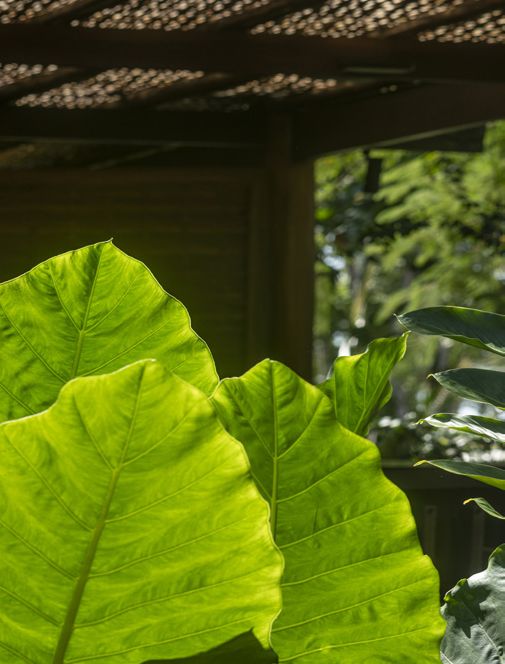 Fotografia da matéria: Aura Encantada