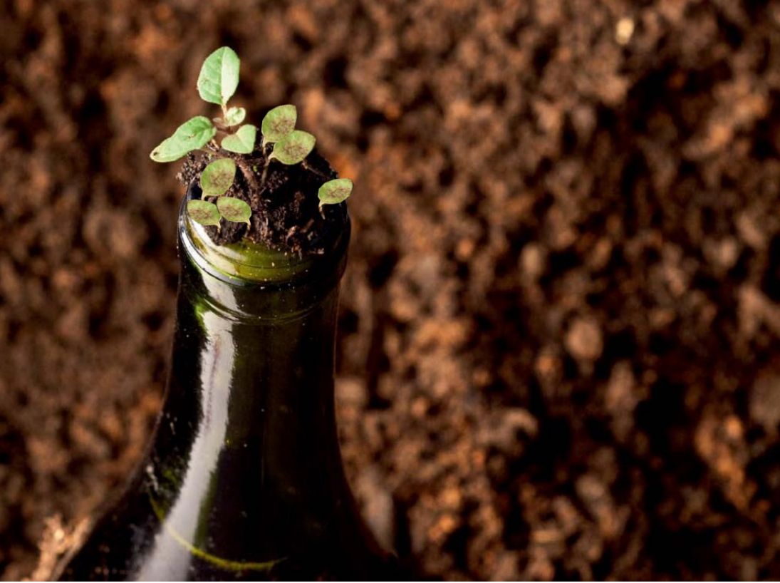 Descobrindo o vinho natural
