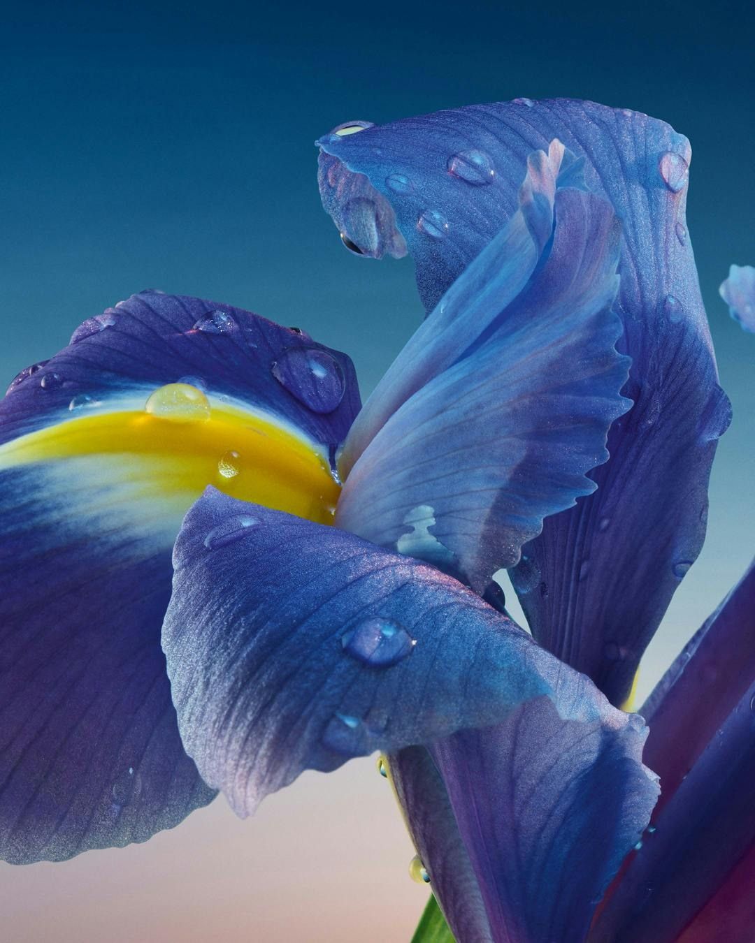Fotografia da matéria: Guerlain revisita L’Heure Bleue com uma tintura inédita de íris