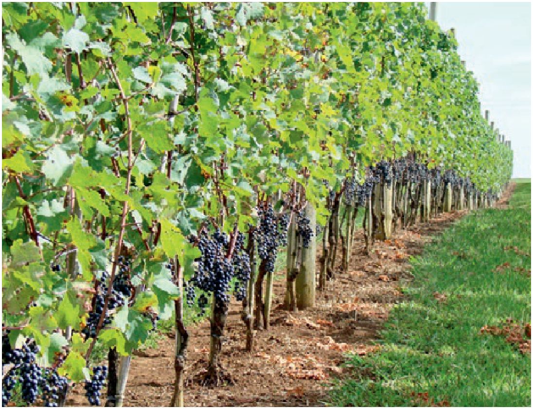 Fotografia da matéria: Muito Além do Vinho