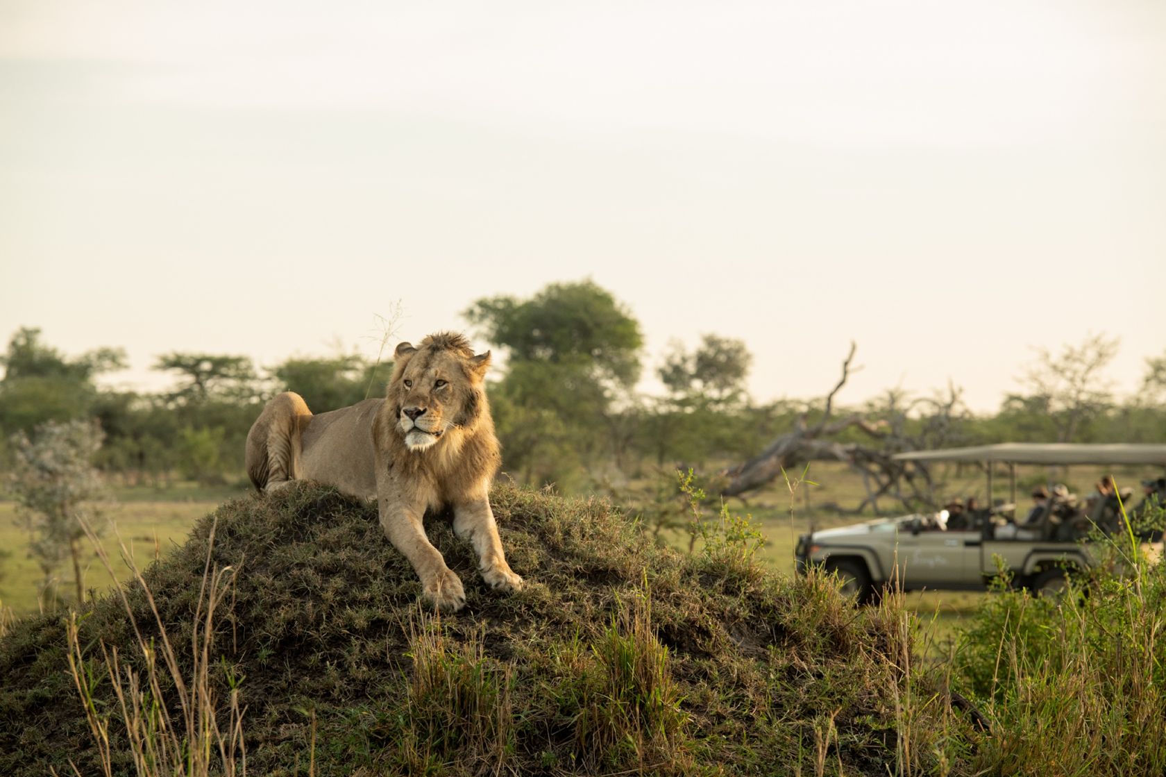 Fotografia da matéria: Singita serve a África à mesa