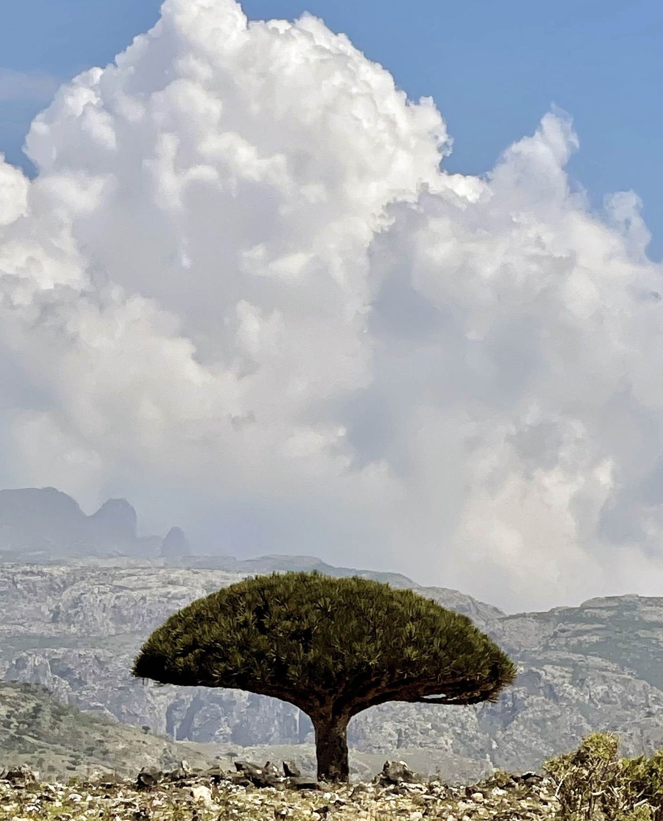 Socotra: O Paraíso Esquecido do Oceano Índico