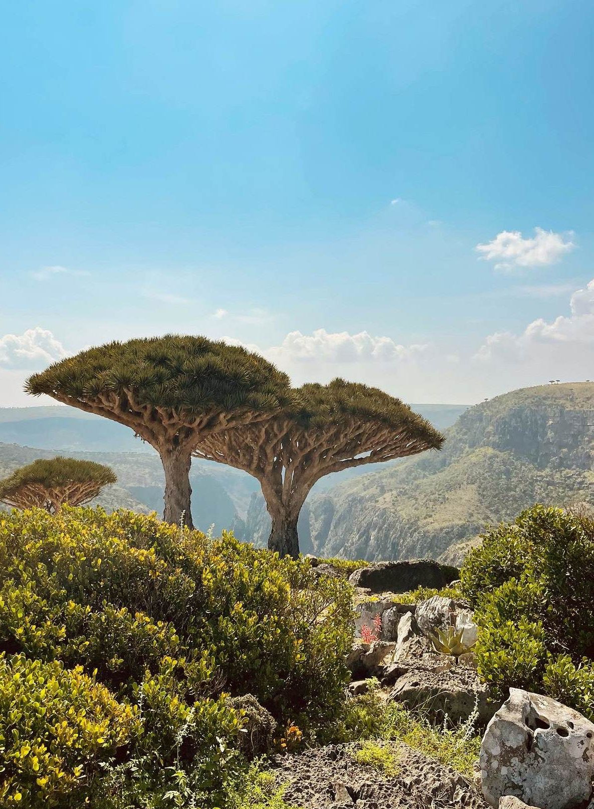 Fotografia da matéria: Socotra: O Paraíso Esquecido do Oceano Índico