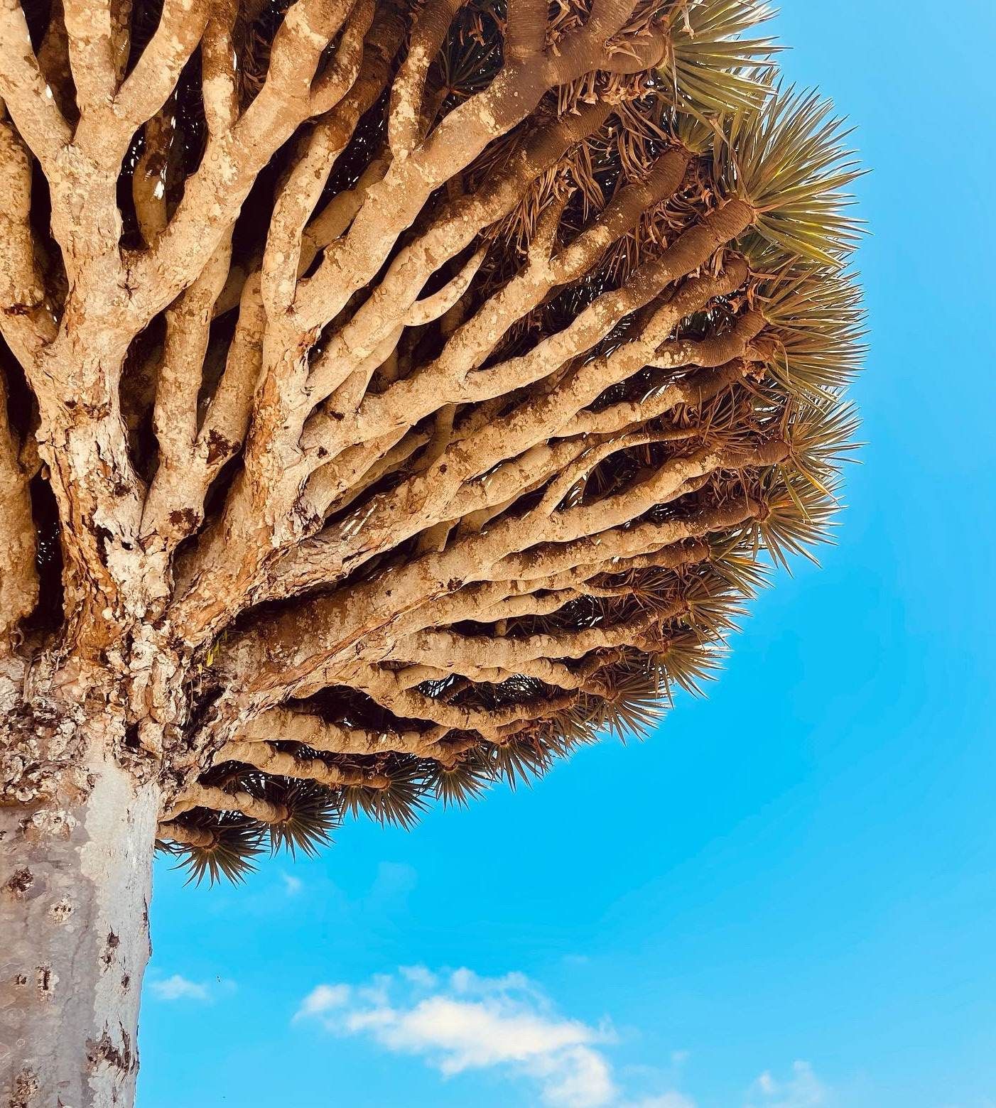 Fotografia da matéria: Socotra: O Paraíso Esquecido do Oceano Índico