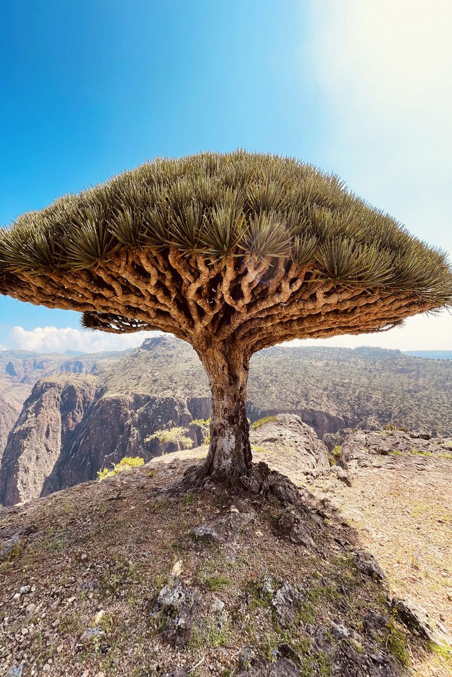Fotografia da matéria: Um Paraíso Chamado Socotra