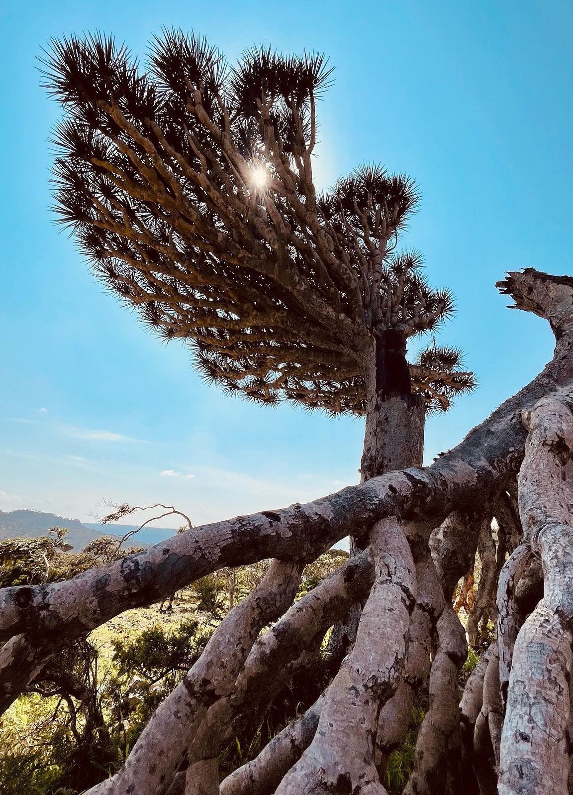 Fotografia da matéria: Um Paraíso Chamado Socotra
