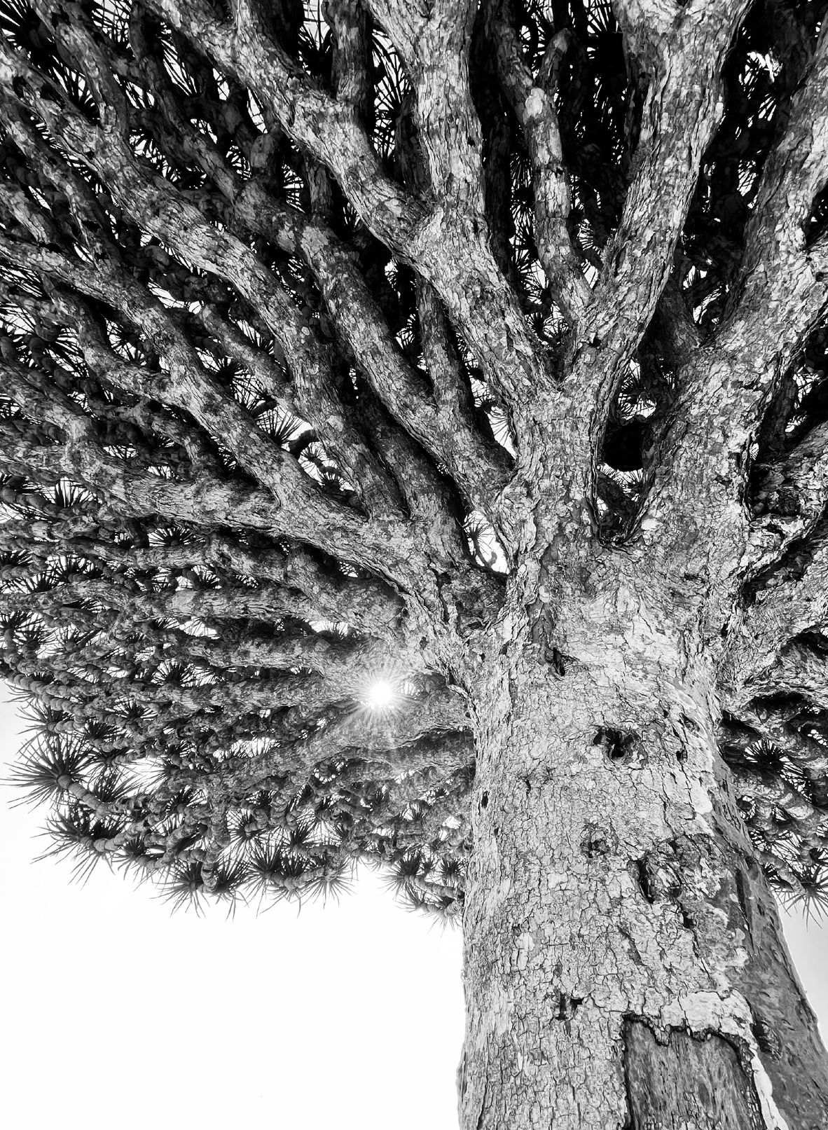Fotografia da matéria: Um Paraíso Chamado Socotra