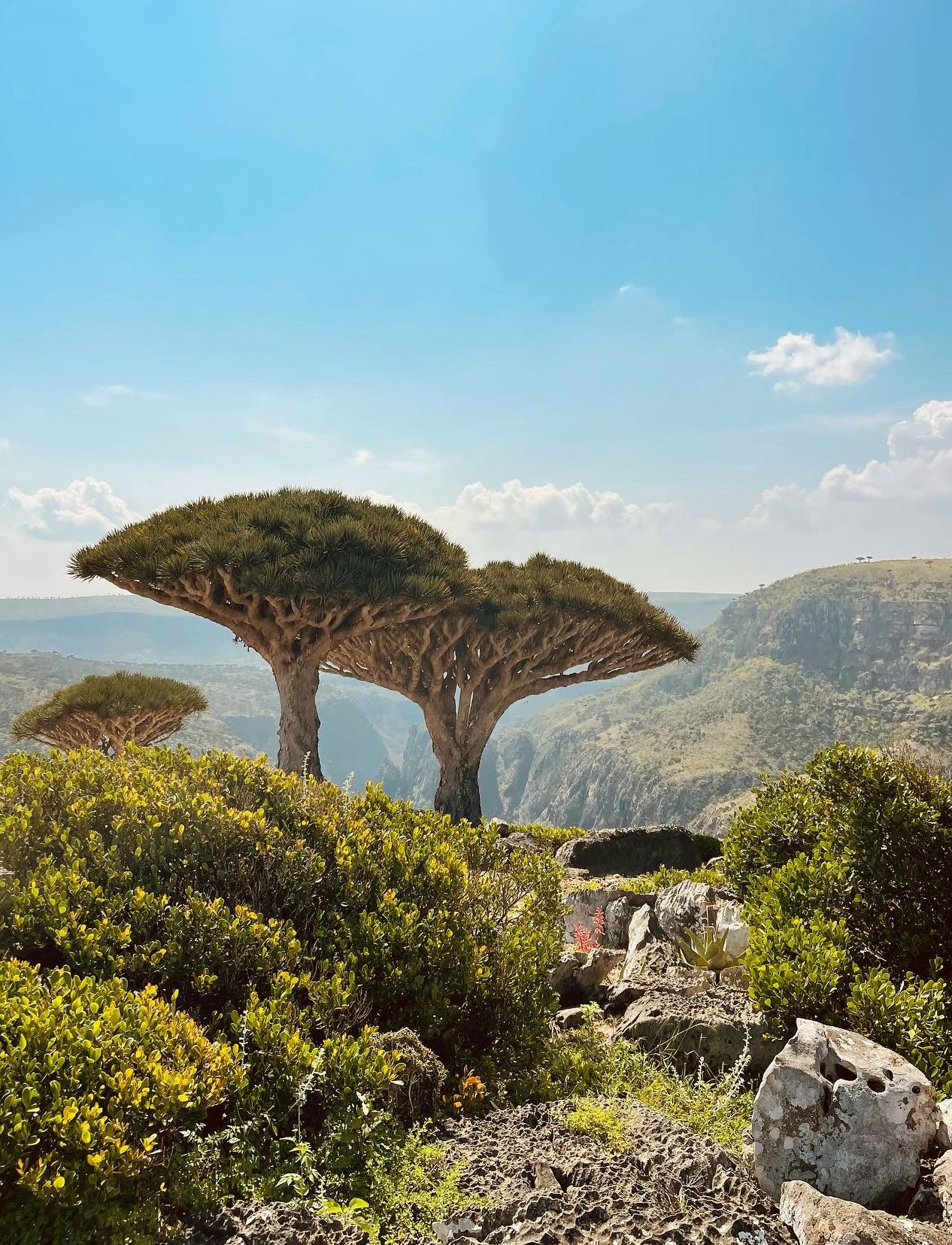 Fotografia da matéria: Um Paraíso Chamado Socotra