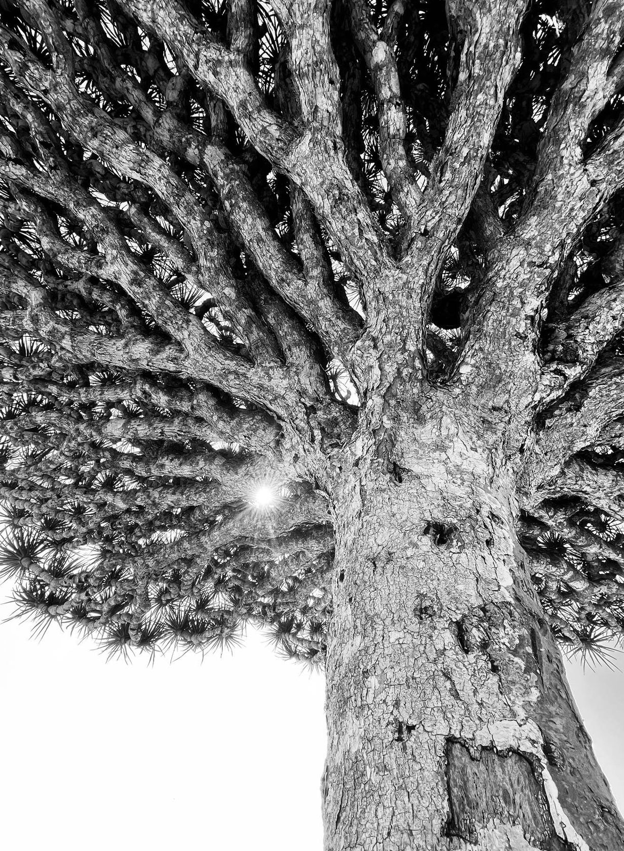 Fotografia da matéria: Um Paraíso Chamado Socotra