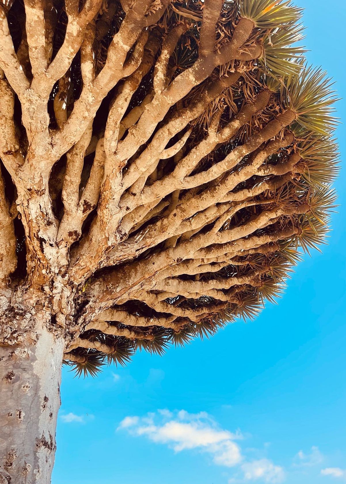 Fotografia da matéria: Um Paraíso Chamado Socotra